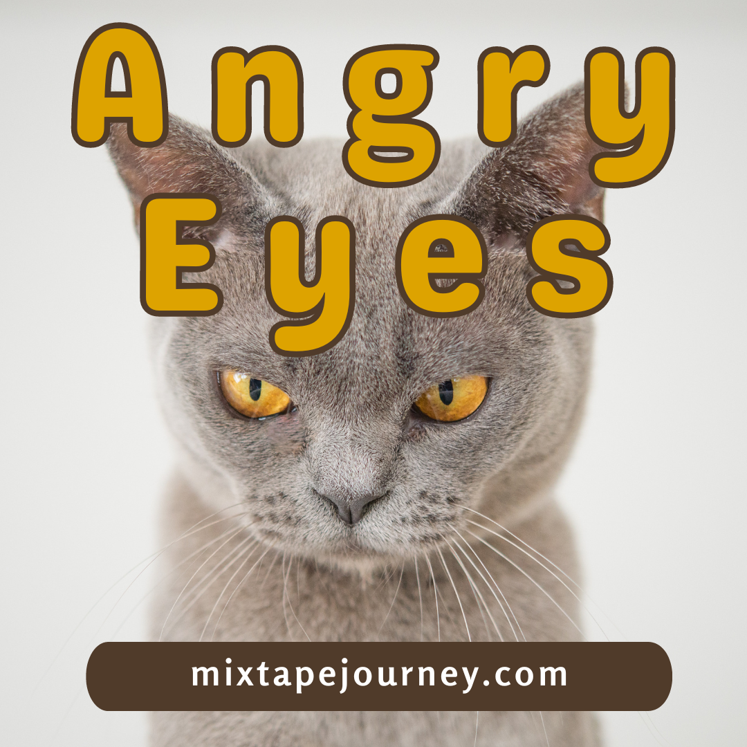 Square image where an angry-looking grey-coloured cat with yellow eyes stares downward. Text at the top says Angry Eyes